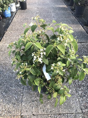 SUMMER SNOWFLAKE VIBURNUM 2GAL