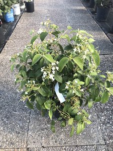 SUMMER SNOWFLAKE VIBURNUM 2GAL