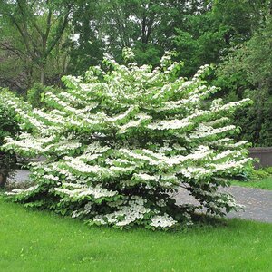 SUMMER SNOWFLAKE VIBURNUM 50CM - image 1