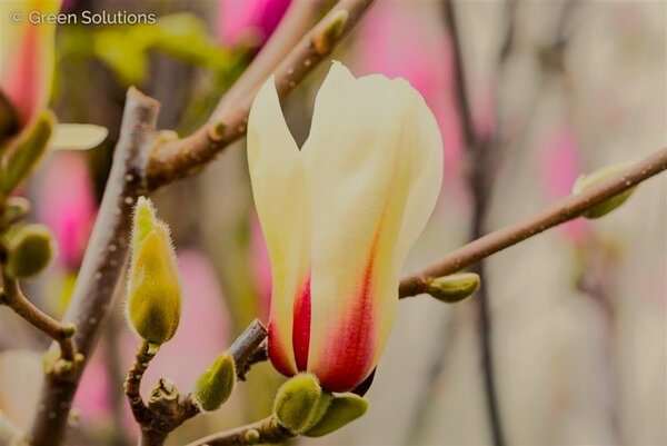 SUN SPRITE MAGNOLIA 150CM