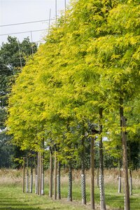 SUNBURST HONEY LOCUST 225C - image 3