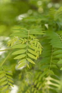 SUNBURST HONEY LOCUST 225C - image 4