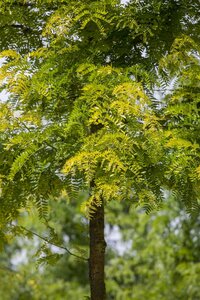 SUNBURST LOCUST 250 CM - image 1