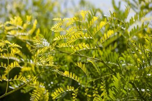 SUNBURST LOCUST 250 CM - image 2