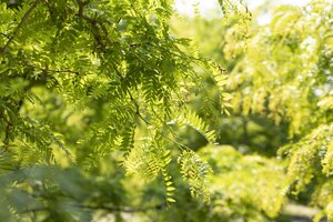 SUNBURST LOCUST 250 CM - image 5