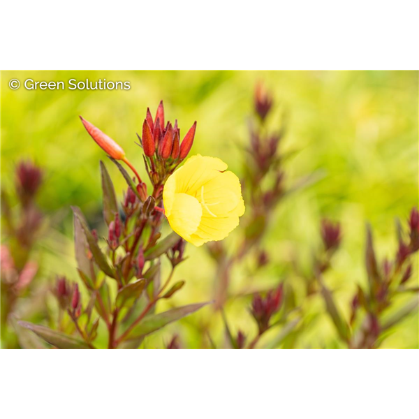 SUNDROPS / NARROWLEAF EVENING PRIMROSE 1G