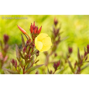 SUNDROPS / NARROWLEAF EVENING PRIMROSE 1G