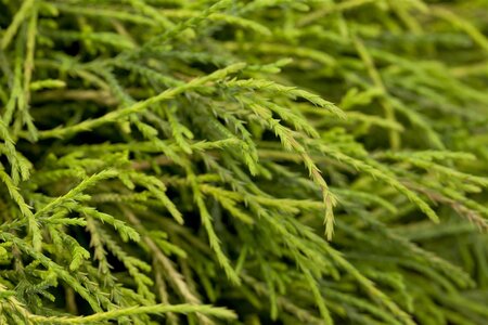 SUNGOLD THREAD-BRANCH CYPRESS 25 CM - image 4