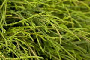 SUNGOLD THREAD-BRANCH CYPRESS 25 CM - image 4