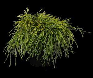 SUNGOLD THREAD-BRANCH CYPRESS 25 CM - image 2