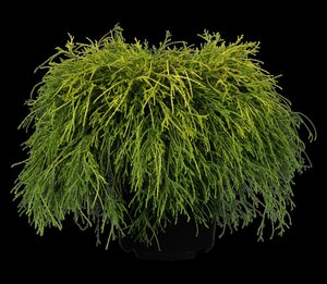 SUNGOLD THREAD-BRANCH CYPRESS 25 CM - image 3