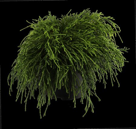 SUNGOLD THREAD-BRANCH CYPRESS 25 CM - image 1
