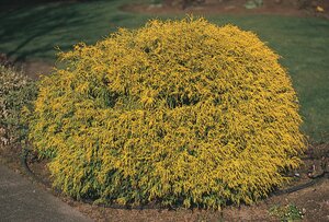 SUNGOLD THREADLEAF CYPRESS 20 CM