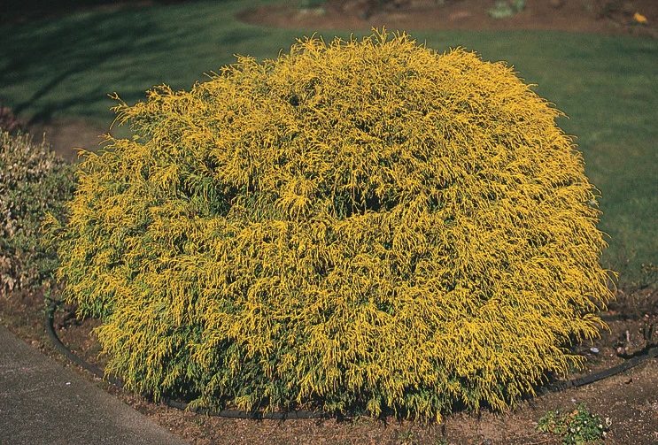 SUNGOLD THREADLEAF CYPRESS 20 CM - Oxford Insta-Shade
