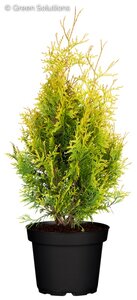 SUNKIST CEDAR 40 CM