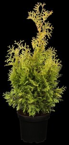 SUNKIST CEDAR 40 CM - image 5
