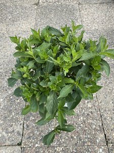 SUNNY SIDE UP CZECHMARK WEIGELA 40CM