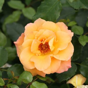 SUNORITA HYBRID ROSE 40 CM - image 1