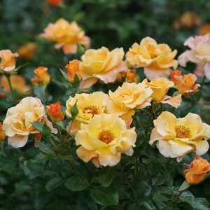 SUNORITA HYBRID ROSE 40 CM