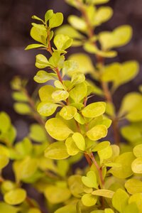 SUNSATION BARBERRY 20CM - image 2