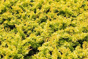 SUNSATION BARBERRY 20CM - image 3