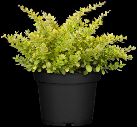 SUNSATION BARBERRY 20CM - image 1