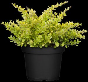 SUNSATION BARBERRY 20CM - image 1