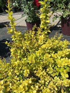 SUNSATION BARBERRY 20CM