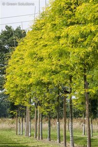 SUNSET GOLD LOCUST 300CM