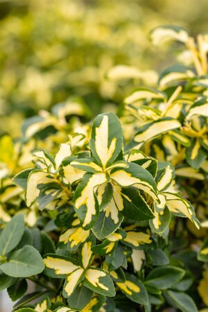 SUNSPOT EUONYMUS 1G - image 2