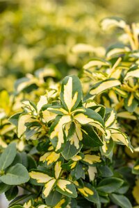 SUNSPOT EUONYMUS 1G - image 2