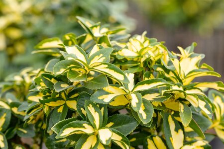 SUNSPOT EUONYMUS 1G - image 1