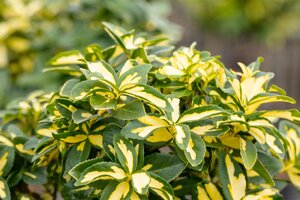 SUNSPOT EUONYMUS 1G - image 1