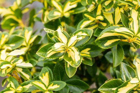 SUNSPOT EUONYMUS 1G - image 3