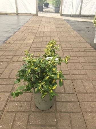 SUNSPOT EUONYMUS 1G - image 1