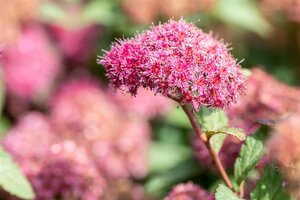 SUPERSTAR SPIREA 30CM
