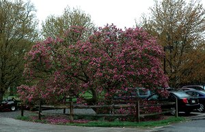 SUSAN MAGNOLIA 110 CM