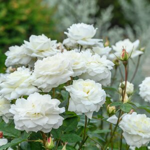 SUSAN WILLIAMS-ELLIS ROSE 3G-White-David Austin