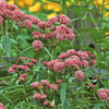 SWAMP MILKWEED (NATIVE) 1G