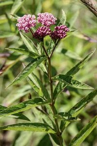 SWAMP MILKWEED (NATIVE) 1G