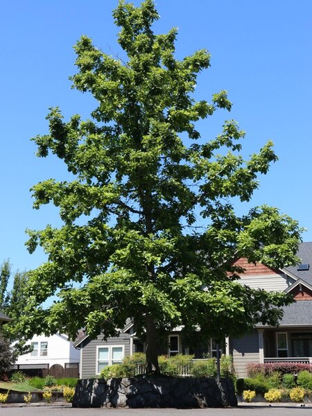 SWAMP WHITE OAK 200 CM