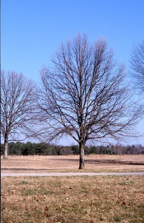 SWAMP WHITE OAK 225 CM - image 4