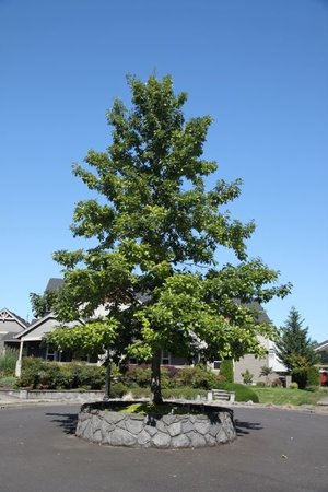 SWAMP WHITE OAK 225 CM - image 3