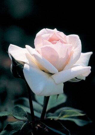 SWAN LAKE ROSE CLIMBING