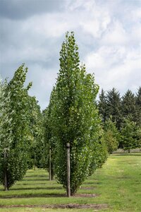 SWEDISH COLUMNAR ASPEN 250 CM 