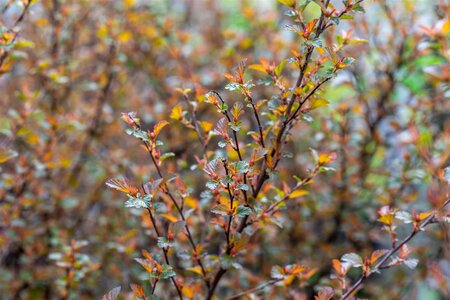 SWEET CHERRY TEA NINEBARK 30CM - image 3