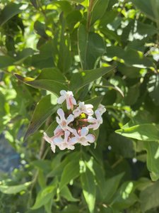SWEET EMOTION ABELIA 50CM