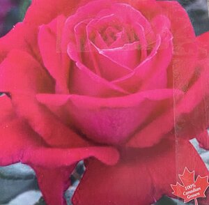 SWEET SPIRIT ROSE GRANDIFLORA RED 3 MONTH WARRANTY