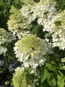 SWEET SUMMER HYDRANGEA 30CM