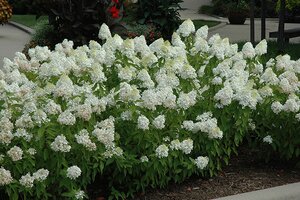 SWEET SUMMER HYDRANGEA 30CM